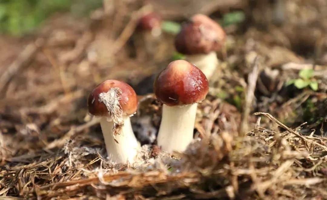 快跟着小编的脚步来看看桑枝菌的萌外形使其备受关注看,肥厚的菌柄