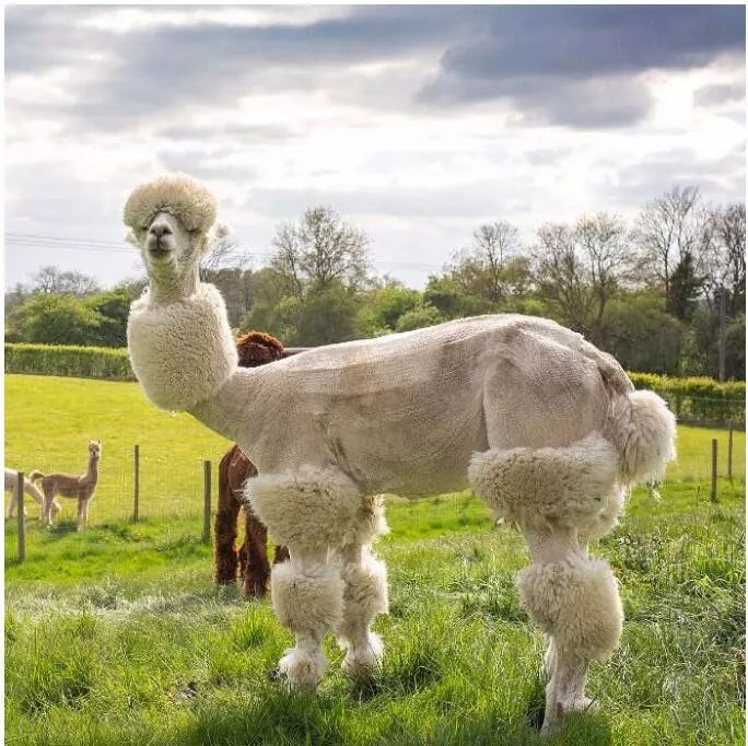 图集快到年末了来一组丧图做个总结