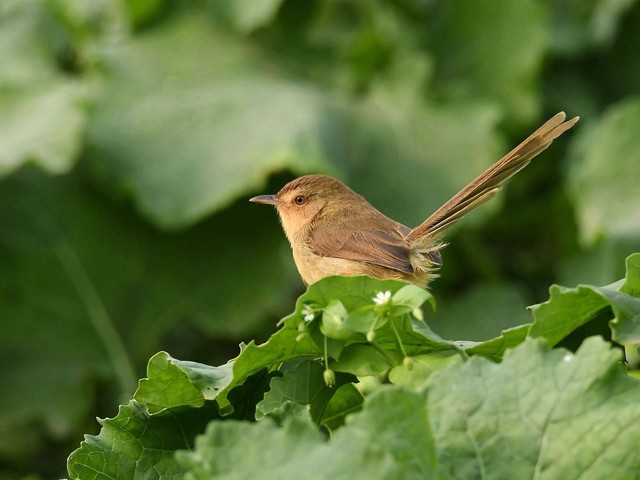 青菜上的山鹪莺