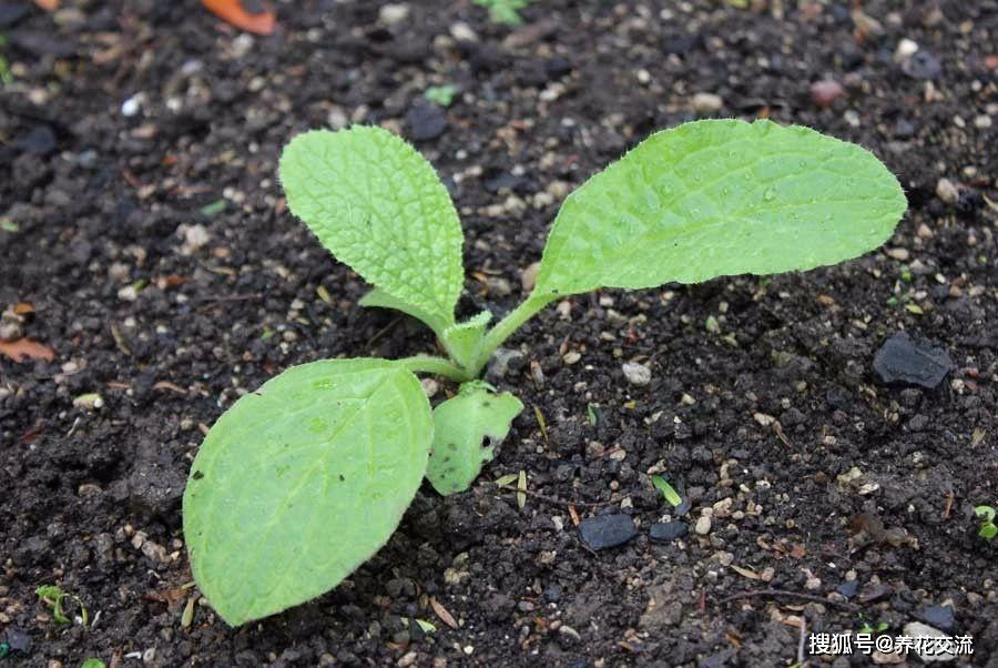 琉璃苣的幼苗长出来后就要慢慢见光,逐渐增加光照,过了两三周后,就要