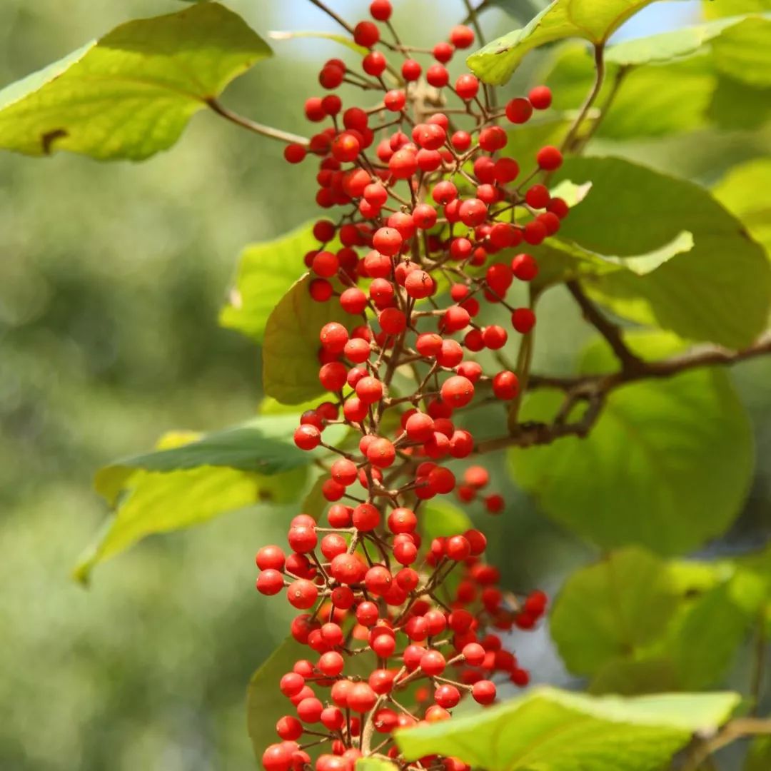 活动招募 | 这个周日,想与孩子一起制作圣诞树吗?_植物园
