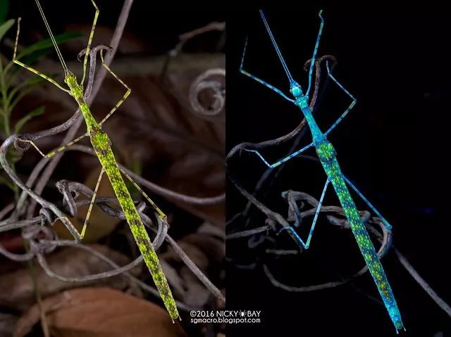 在紫外线下,这种带有斑点的角臀 (虫修)显示出令人眼花缭乱的色彩.