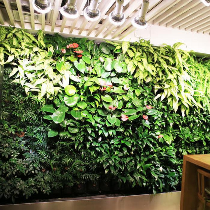 室内植物墙常用植物图片
