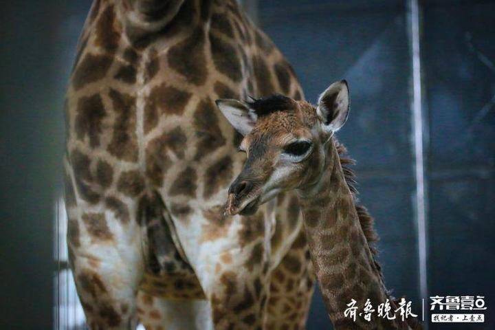 倒計時迎新年，濟南野生動物世界又添小長頸鹿啦！ 寵物 第3張