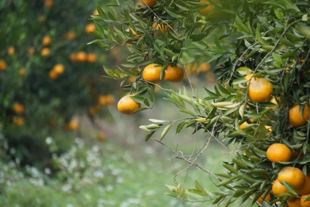 冬日存放五年的大红柑更甜润更滋养