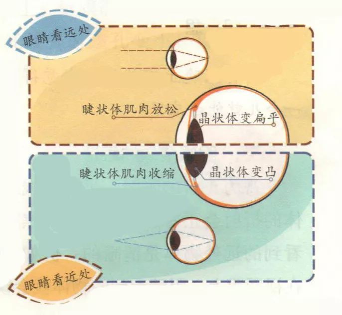 睫狀體肌肉放鬆,晶狀體變扁平;當眼睛從遠處往近看時,睫狀體肌肉收縮