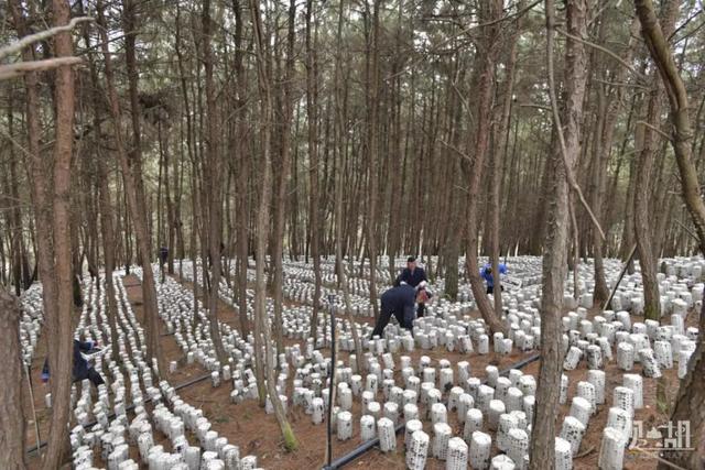 刘永伦告诉记者,11月的时候村里引入了黔东南重普阳生态农业发展有限