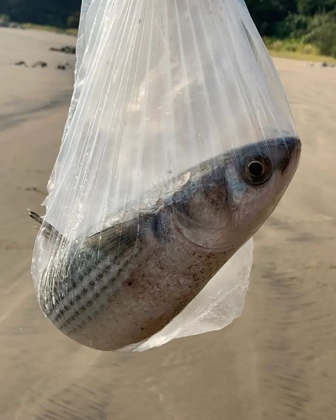 珠海老伯在海边网鱼,有人当场想掏钱买,结果