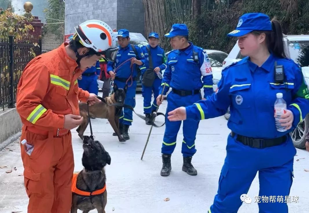 兩隻搜救犬竟被上門毒殺！一輩子救人就換來這樣的結果麼！！！ 寵物 第2張