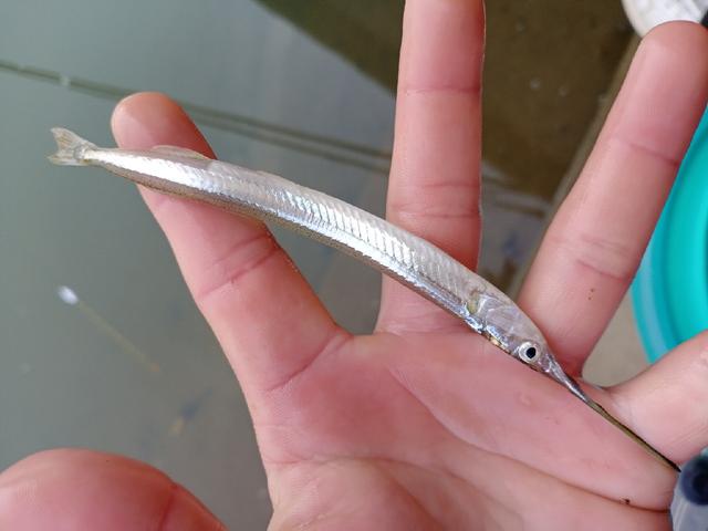 什么是好漂?想当年插根筷子照样中鱼