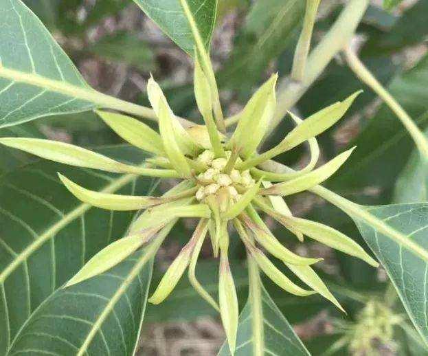 芒果花芽分化期怎么做来年产量不用愁芒果12月管理要点