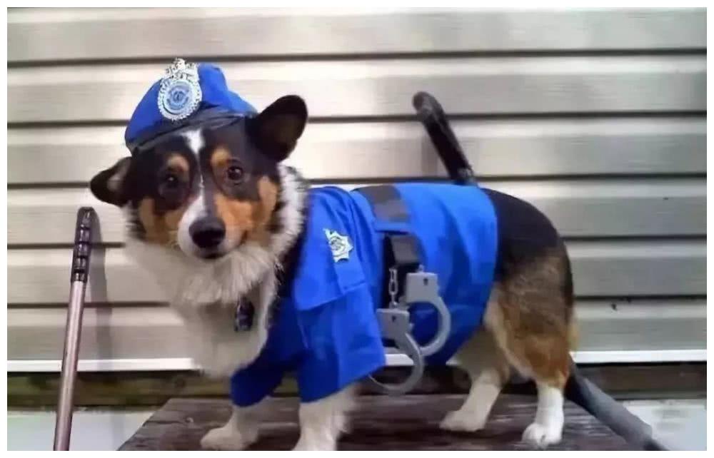 边牧:连二哈都可以当警犬,为什么我不行?