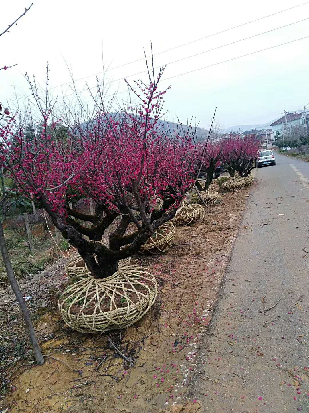 要想红梅种的好,种植技术必须学一学