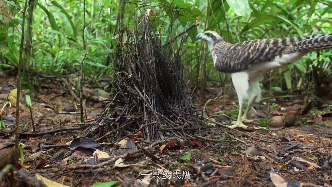 比如说这位 多氏鹰