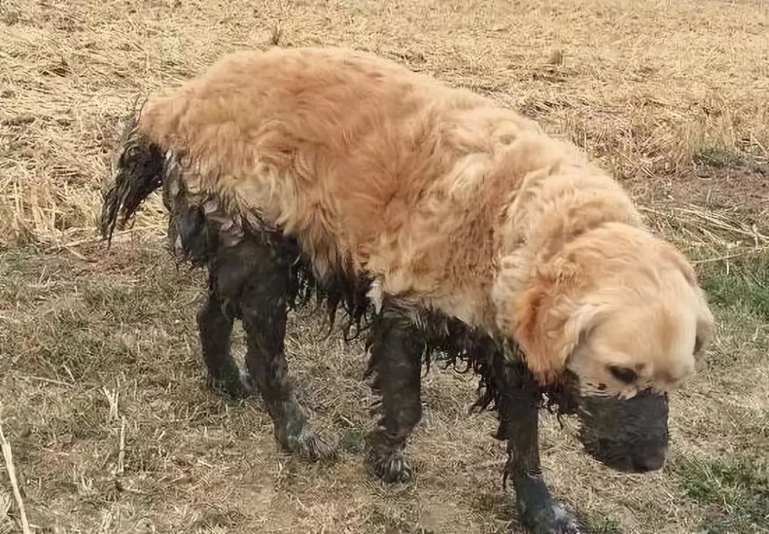 别人只是脚黑  这位天使 上半身在天堂  是你嘛 如果我是脏狗 这狗