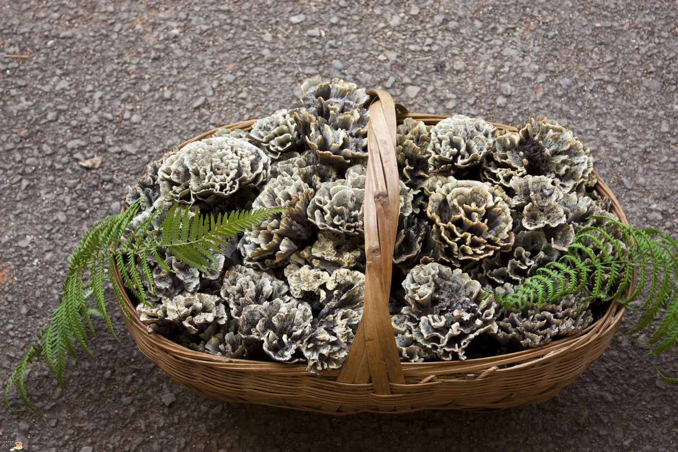 干巴菌烘干工艺,空气能热泵烘干机干巴菌烘干