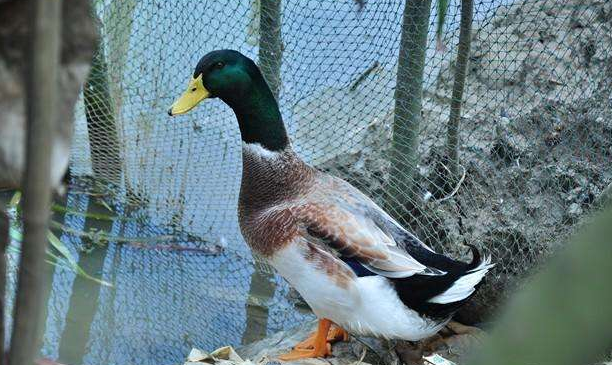 肉种鸭公鸭选择配种年龄比例及利用年限