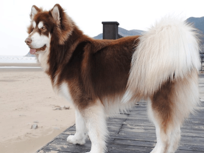 宠小皮为您详解怎么为阿拉斯加成犬挑选可以减轻泪痕的狗粮,宠主必看!