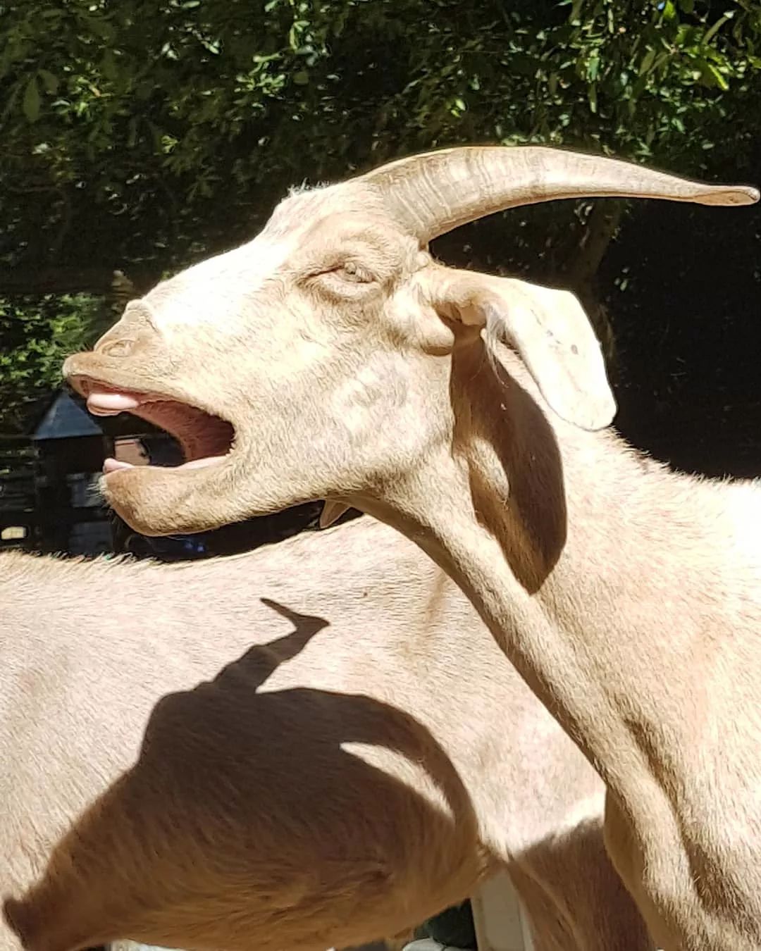 打哈欠的動物們，它們是那麼可愛 寵物 第14張