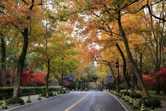 是杭州乌桕树最多的地方,也是杭州唯一一条用乌桕当行道树的马路