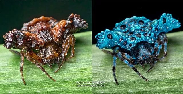 鸟粪蜘蛛 pasilobus sp.