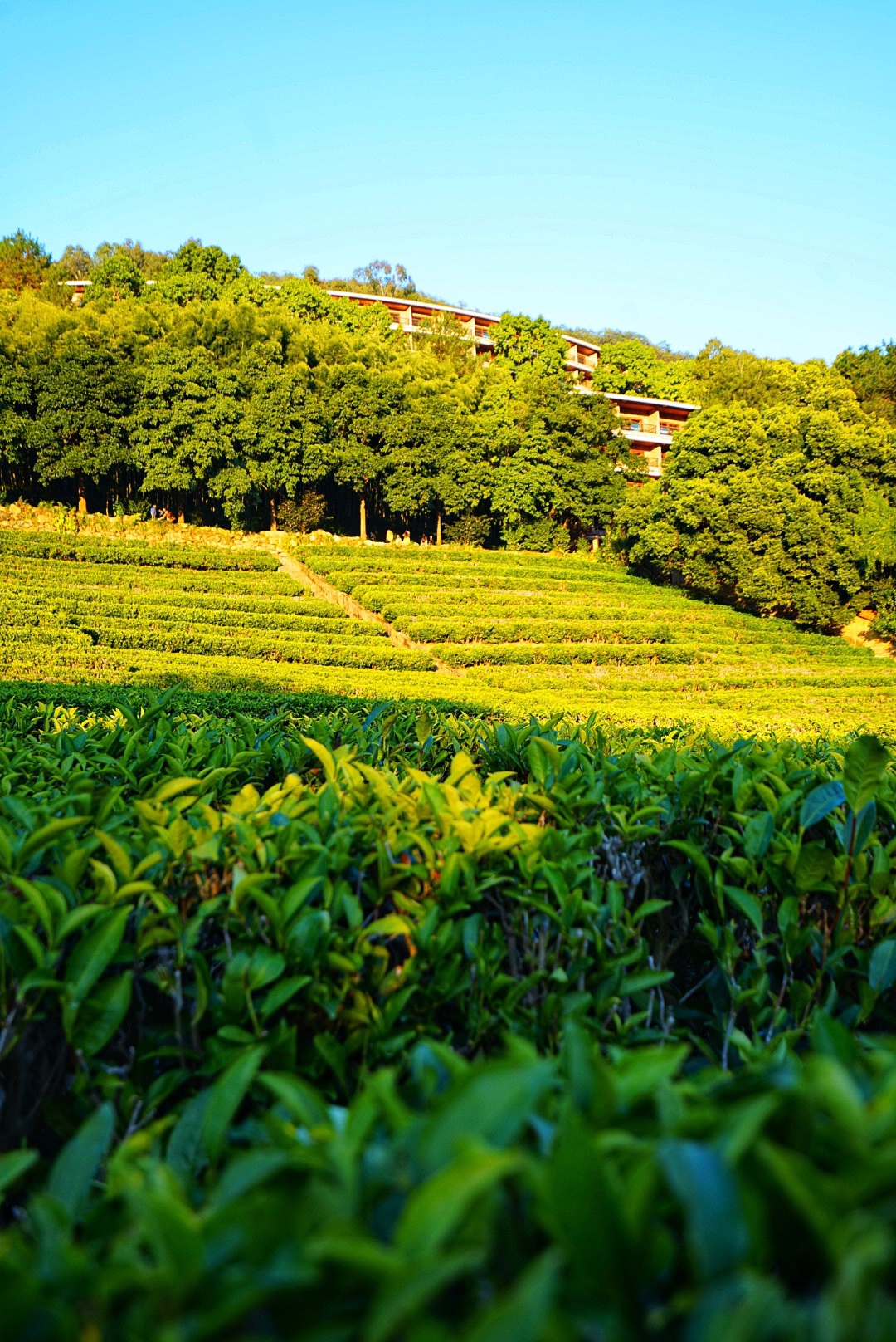 雁南飞茶田是梅州一个著名景区,拥有两千多亩的茶田,既是一个景区也是