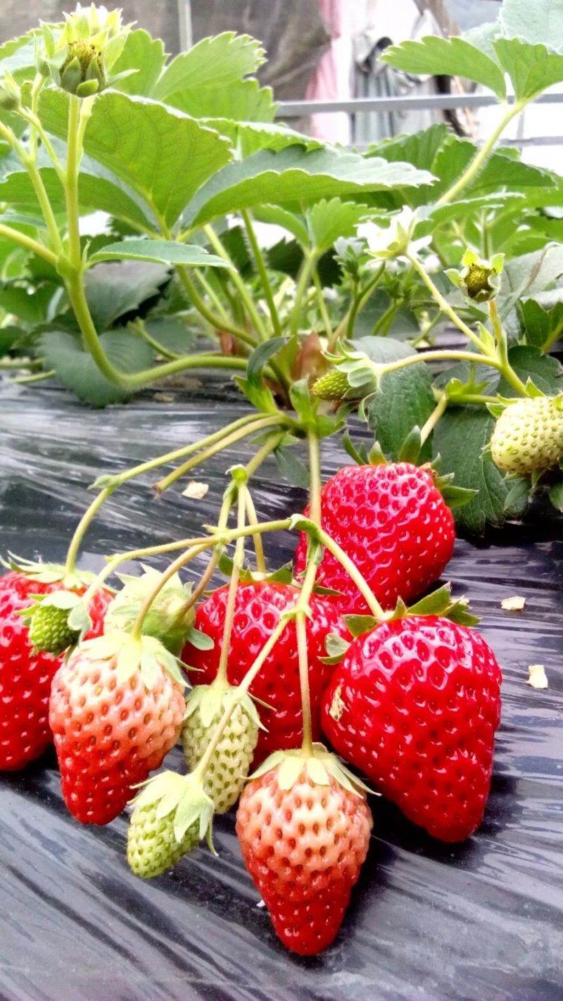 越秀草莓专业合作社草莓园占地30亩,拥有13个种植大棚.