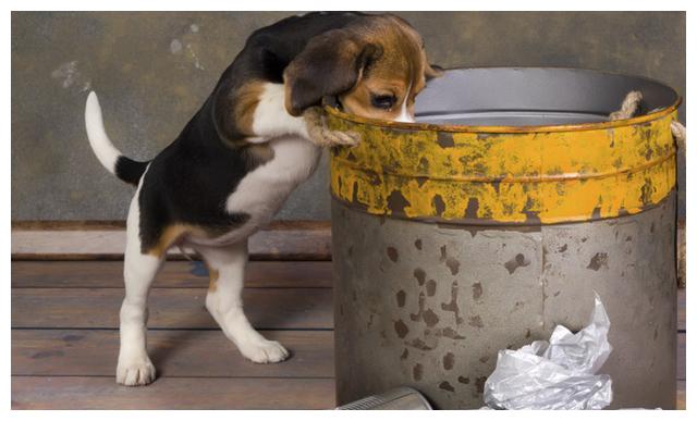 又不是流浪狗,狗狗咋那么爱翻垃圾桶?主人该怎么制止它?