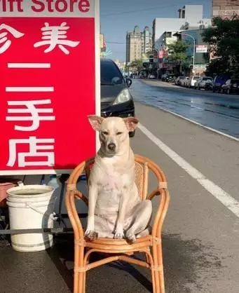 2歲中年狗「看破紅塵」，獨愛坐竹椅曬太陽，神態惹笑網友 寵物 第1張