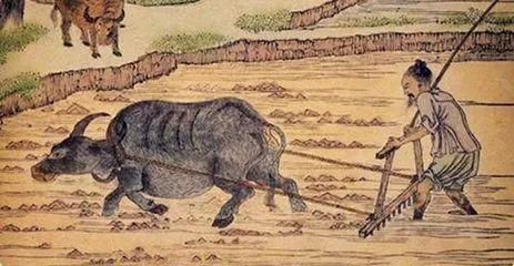 中国古代重要技术发明之水稻栽培_种植