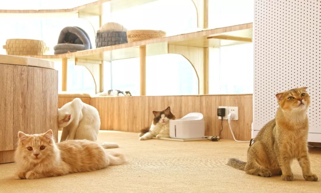 我是猫王今日科谱绝育这是个大问题