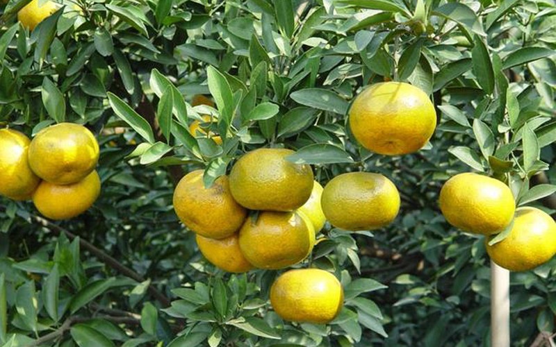 分享正宗新会陈皮如何制作方法,收藏好