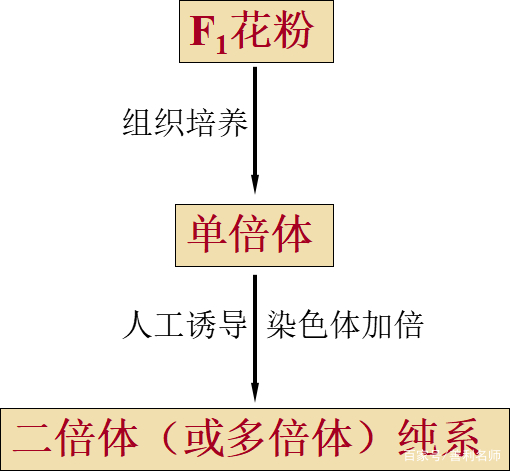 高中生物52染色體變異