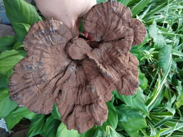 为什么本草纲目会把药用菌灵芝列在菜部