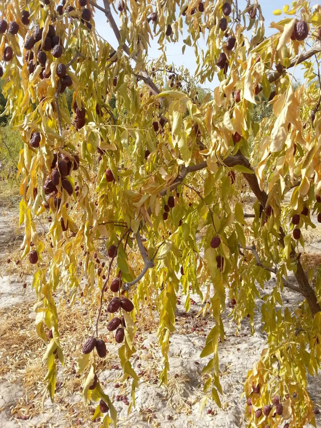 新疆的若羌灰枣尝尝吗?
