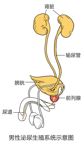 前列腺炎对人体的影响主要是会阴等部位的不适和排尿不适,不会影响
