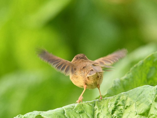 青菜上的山鹪莺