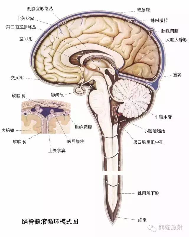 腦幹背面觀胼胝體解剖乃影像之基礎,必須熟練掌握,大體解剖為本,斷層