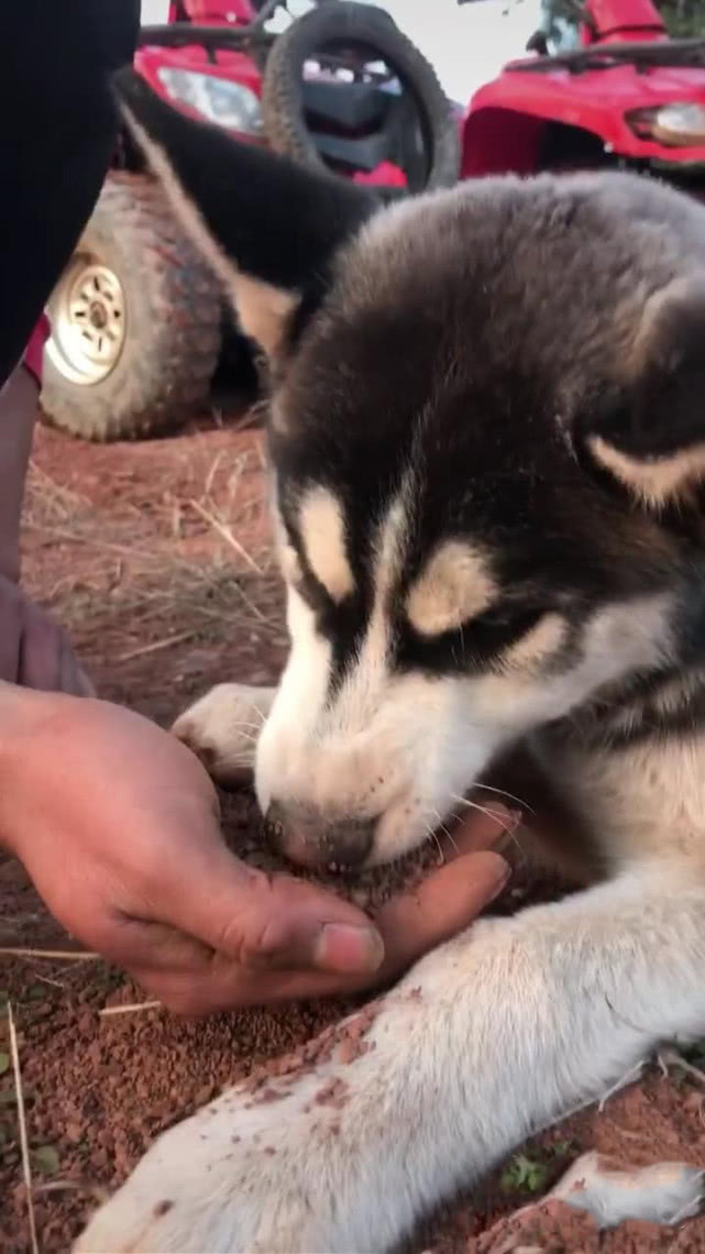 哈士奇趴在地上吃土,男子看后忍不住笑喷,网友:最穷的哈士奇
