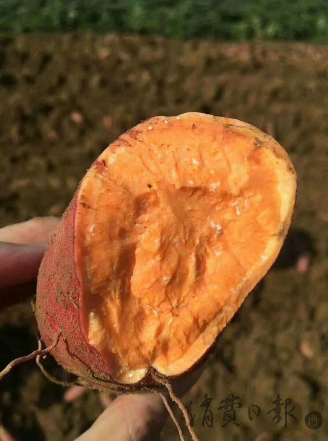 罕见平度五彩地瓜走上市民餐桌