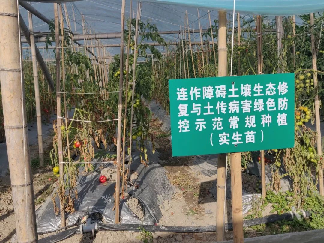 应用土壤修复技术助力番茄种植提质增效省农科院举办连作障碍土壤生态