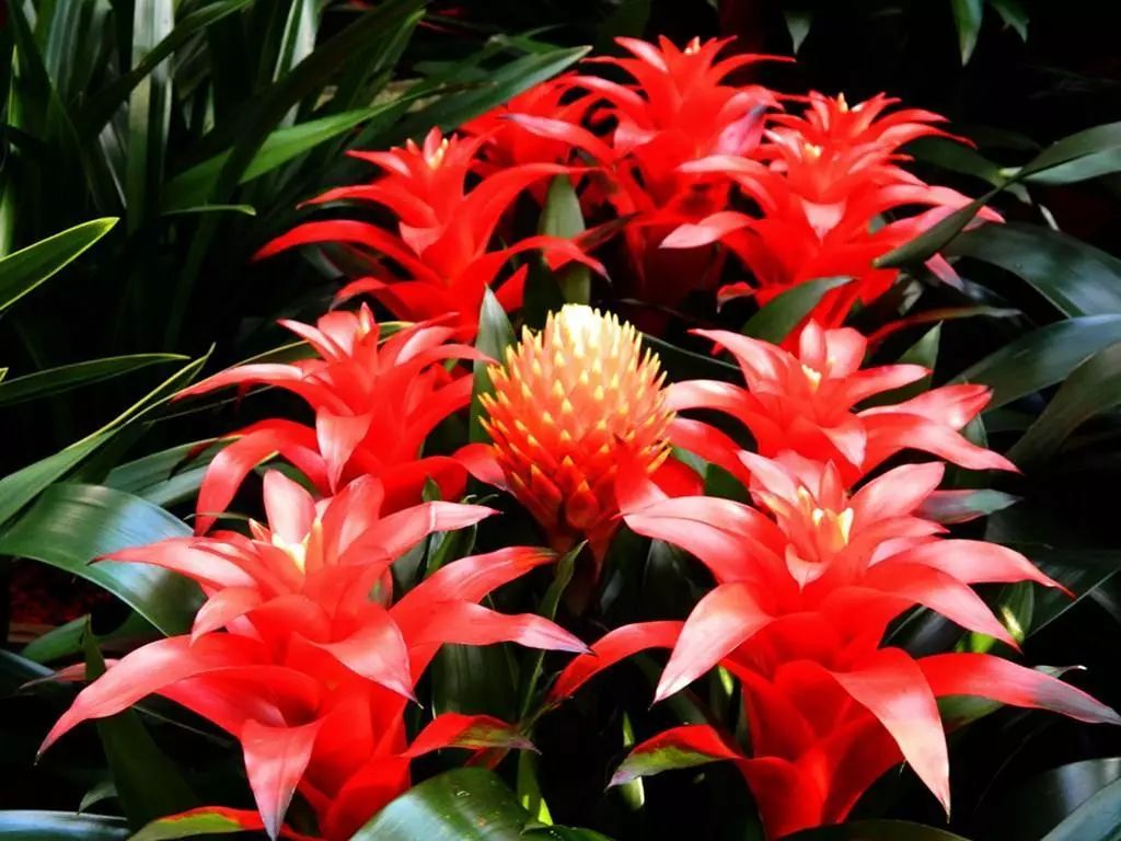 非常有吉祥气质的四种年宵花摆在家里喜气洋洋