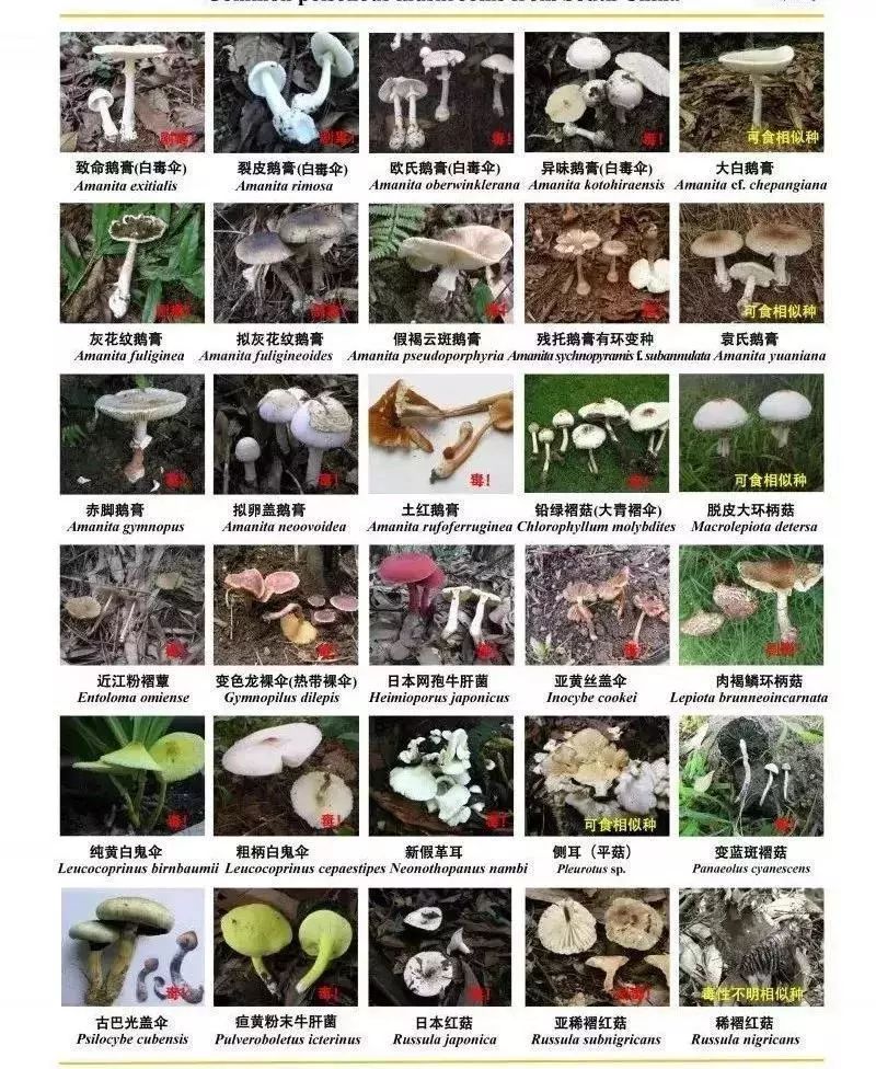 广西三男子误吃人参被送进icu这些野生植物别乱吃
