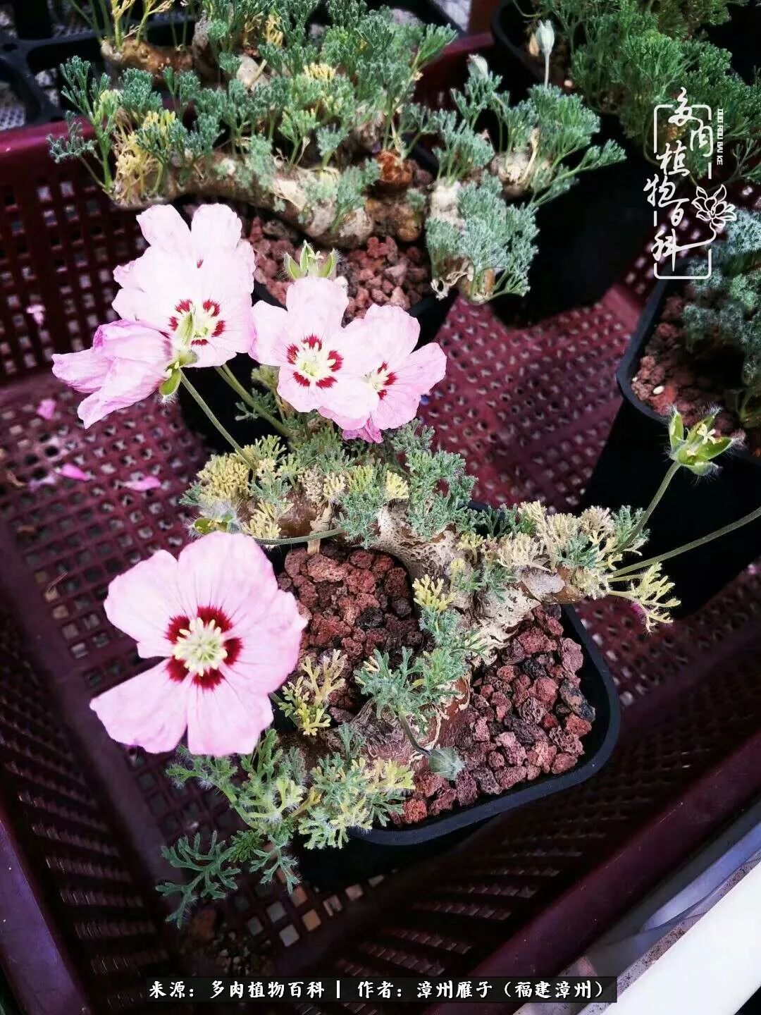 树冰各种麒麟:阎魔麒麟正大麒麟松叶麒麟筒叶麒麟猴尾巴,铁甲麒麟贵清