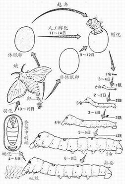 蚁蚕怎么画简笔画图片