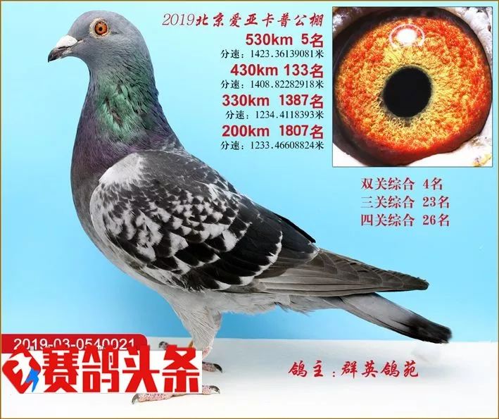 600w成交19年爱亚卡普公棚决赛冠军拍出天价