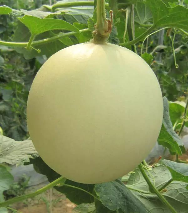 瓜香引人效益留人京玉系列