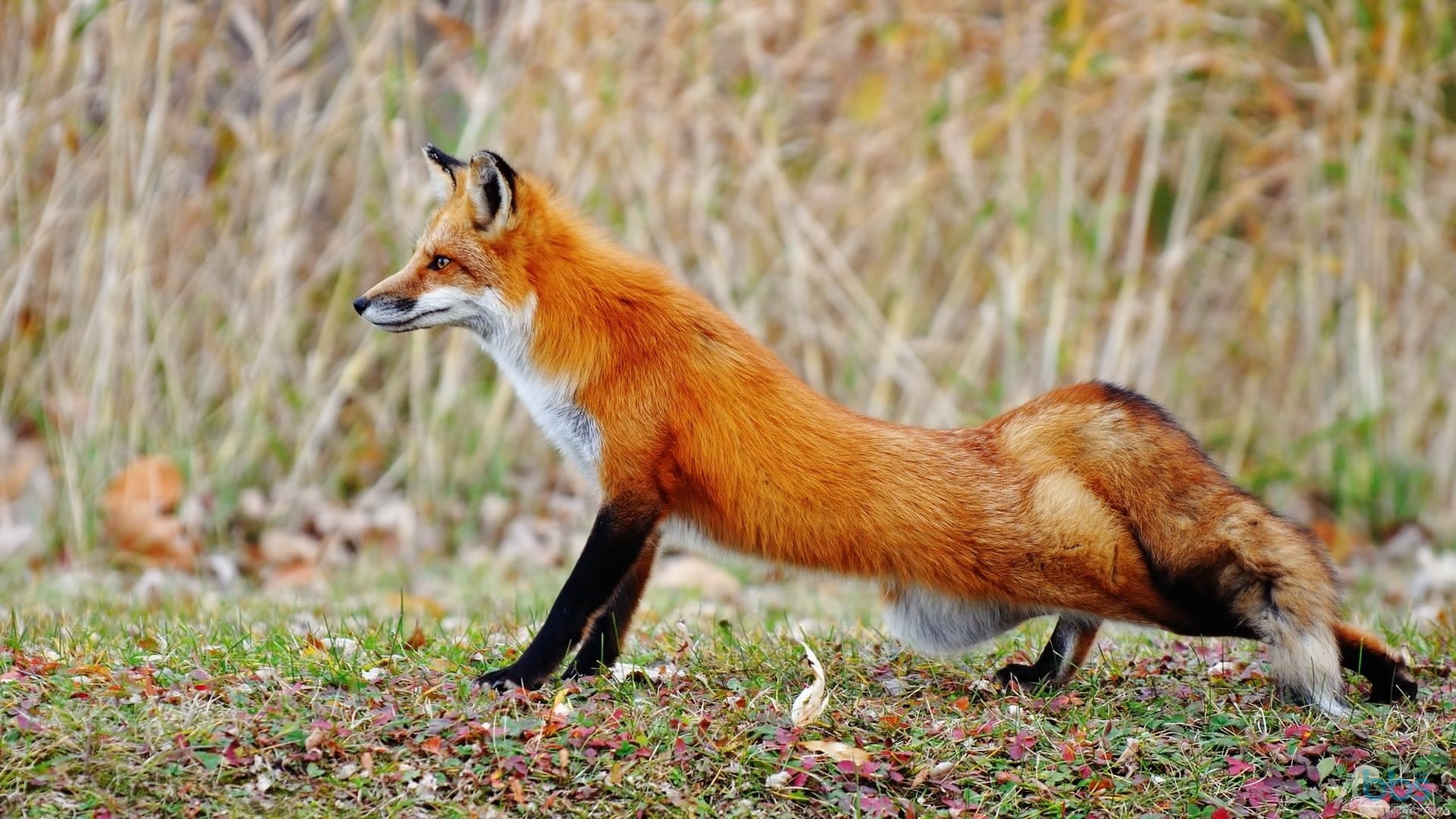 中国的狐狸品种图片