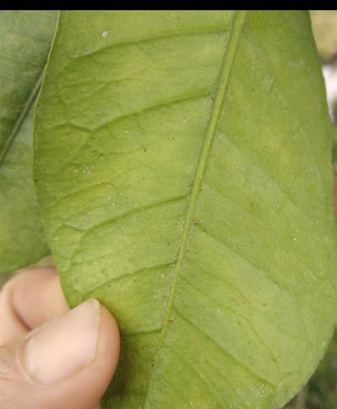 柚子树上常见的虫害有哪些1