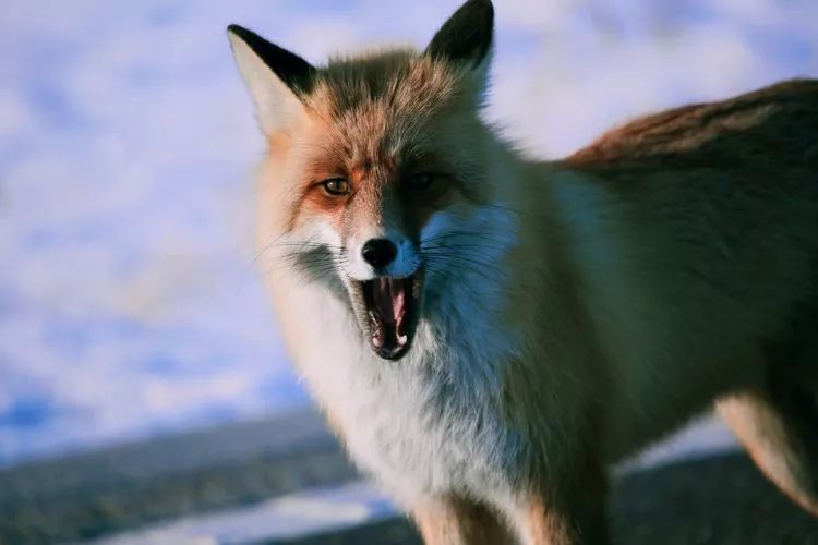 赛里木湖这只网红小狐狸火爆抖音!太萌了